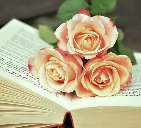 Unas rosas sobre un libro abierto crean una atmósfera romántica y literaria.