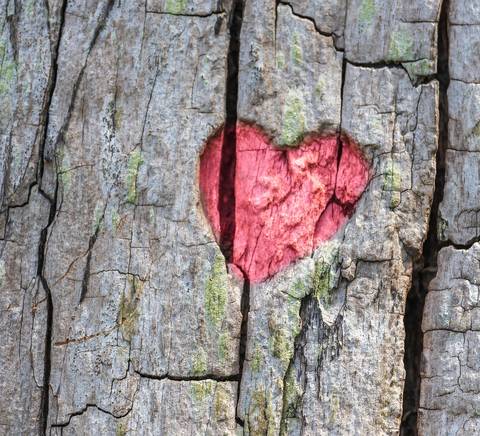 Un corazón pintado en la corteza de un árbol.