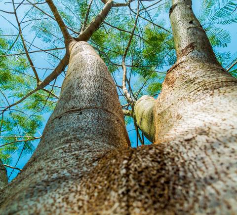 Un árbol visto desde abajo, mostrando su tronco y ramas hacia el cielo.