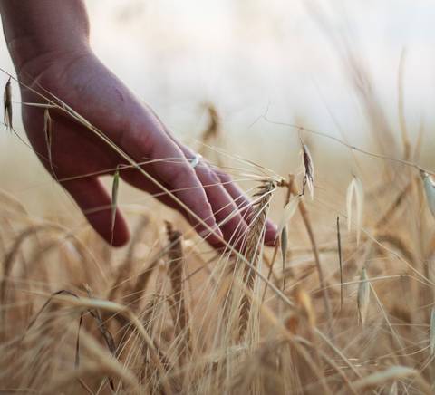 Una mano acaricia espigas de trigo en un campo dorado.