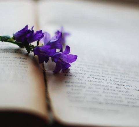 Una flor violeta reposa sobre una página de un libro antiguo.