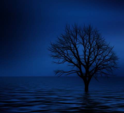 Un árbol solitario se eleva sobre un fondo de agua oscura bajo un cielo azul profundo.