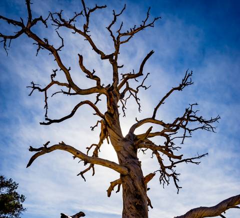 Un árbol seco y retorcido se alza contra un cielo azul en un paisaje árido.