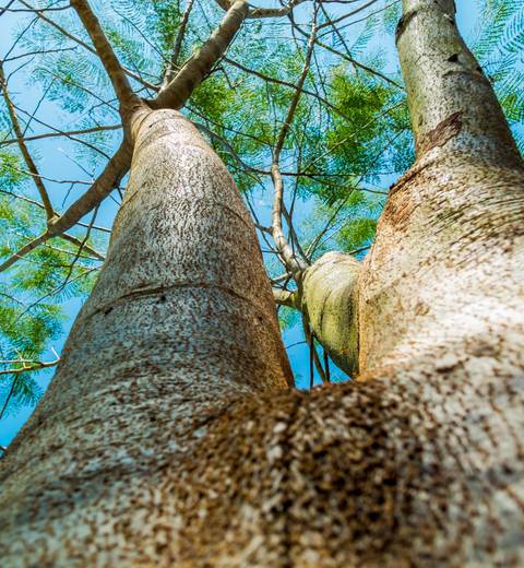 Un árbol visto desde abajo, mostrando su tronco y ramas hacia el cielo.