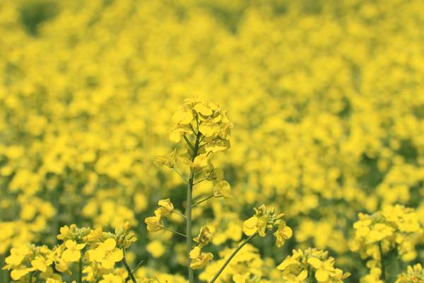 Un campo de flores amarillas en plena floración.