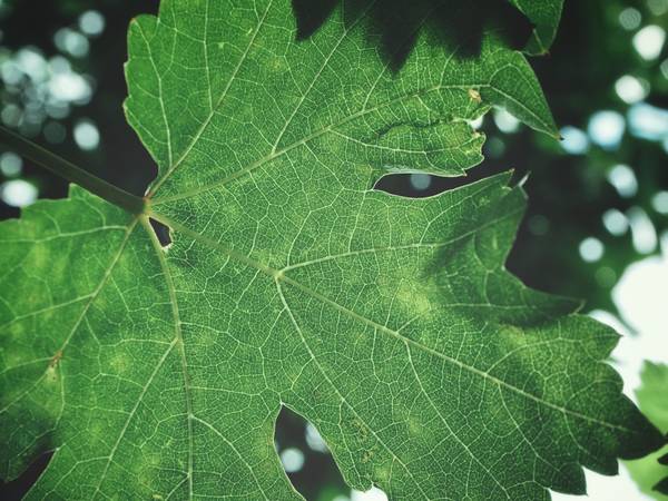 Una hoja verde que muestra su nervadura y textura.