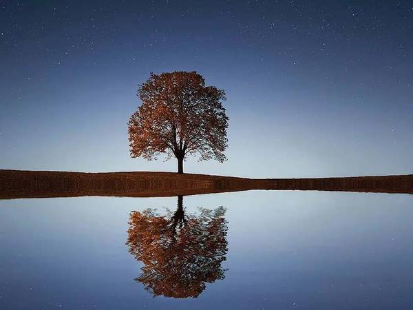 Un árbol solitario se refleja en un lago tranquilo bajo un cielo estrellado.