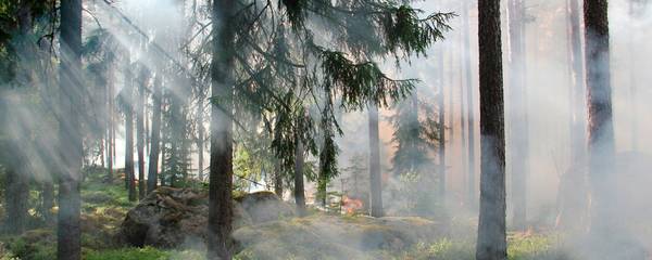 bosque incendiado