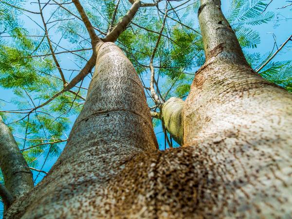 Un árbol visto desde abajo, mostrando su tronco y ramas hacia el cielo.