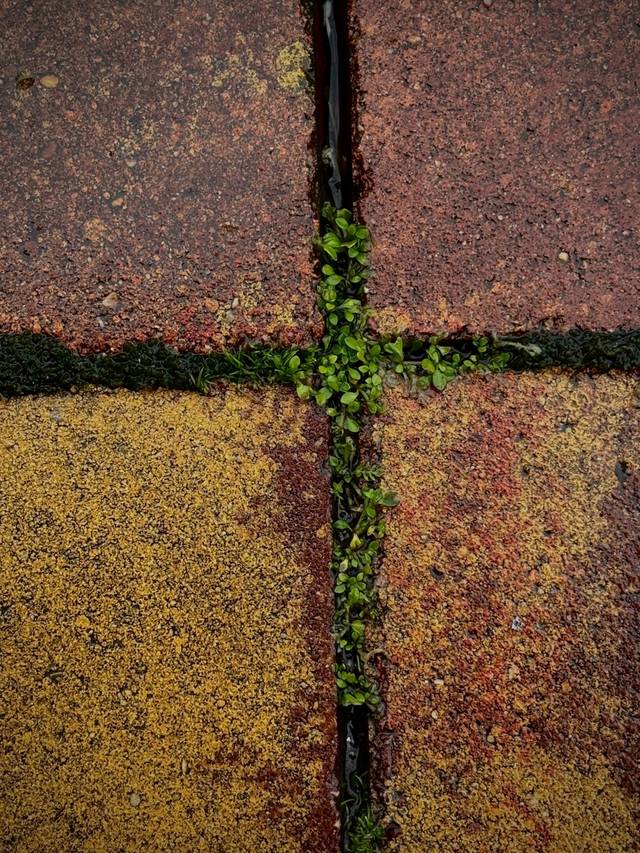 Una planta crece entre las baldosas de un camino de ladrillos.