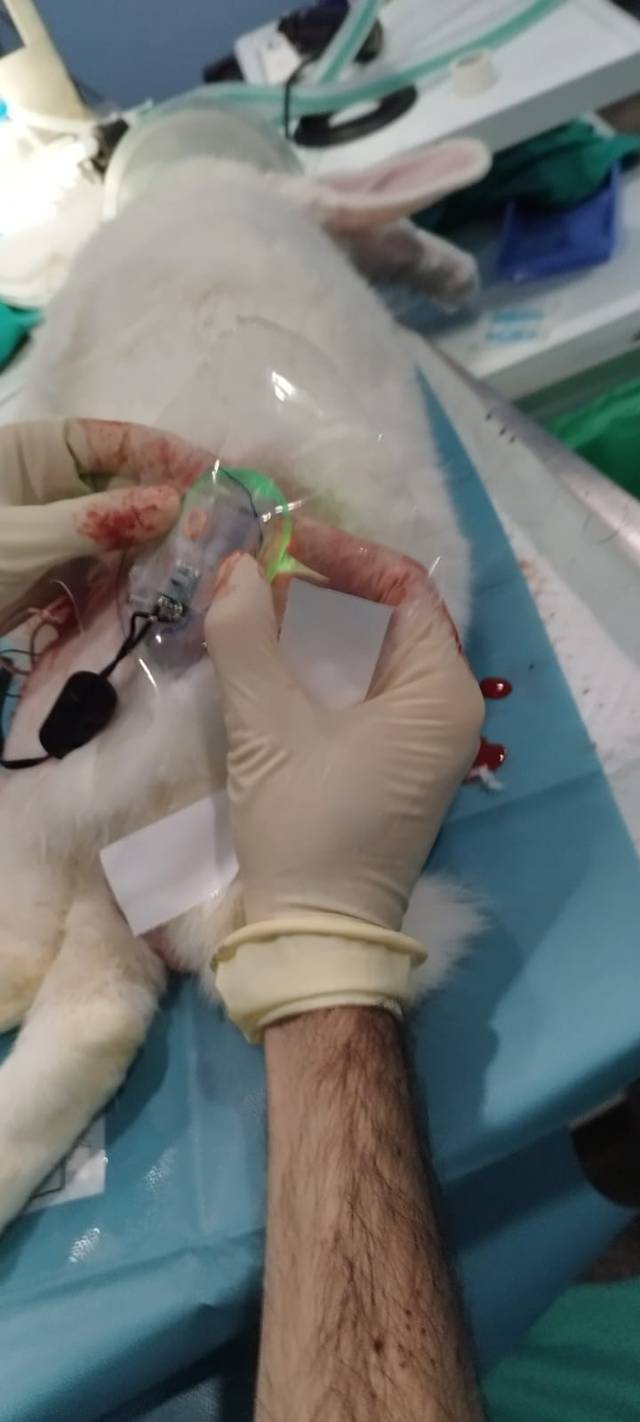 Un veterinario está administrando tratamiento a un conejo en una mesa de operaciones.