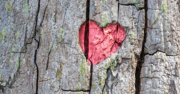Un corazón pintado en la corteza de un árbol.