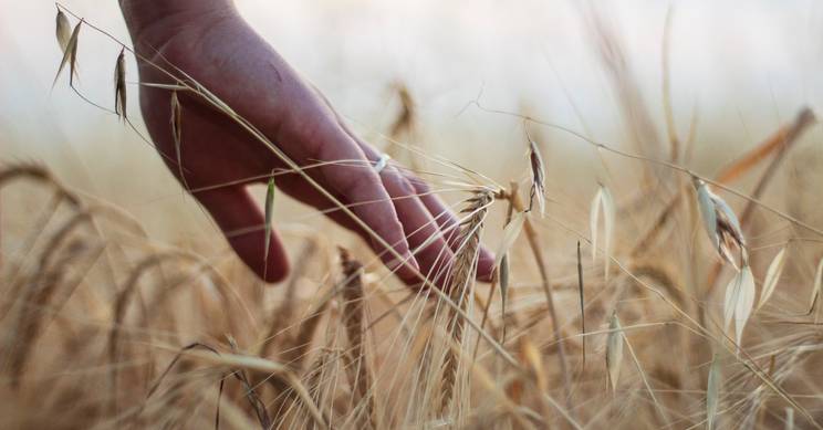 Una mano acaricia espigas de trigo en un campo dorado.