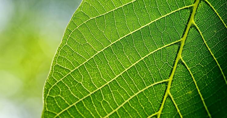 Una hoja verde con una textura intrincada y venas visibles.