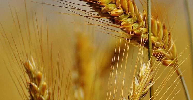 La imagen muestra espigas de trigo doradas en un campo soleado.