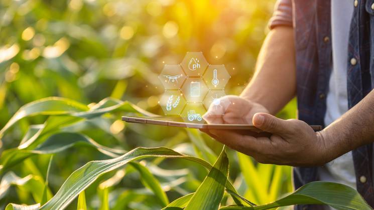 Un agricultor usando una tableta con iconos de tecnología agrícola flotando sobre su mano en un campo de maíz al atardecer.