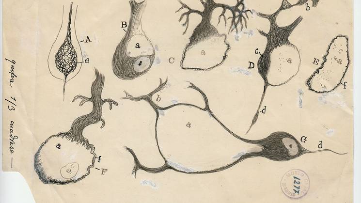 Nyt-cajal-2.jpeg