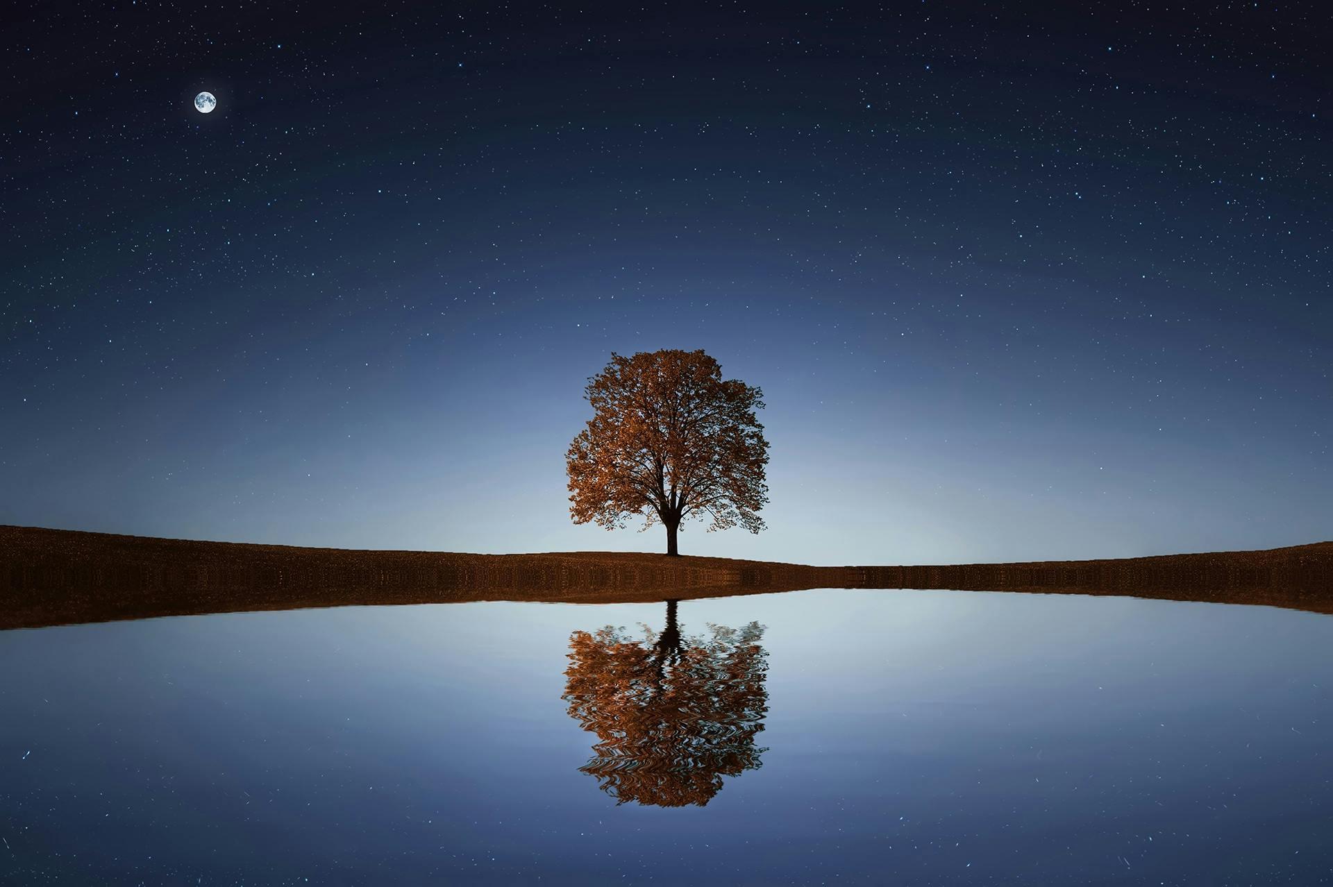 Un frondoso árbol solitario se refleja en un tranquilo lago bajo un cielo estrellado.