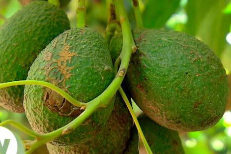 AguacatePQ.jpeg
