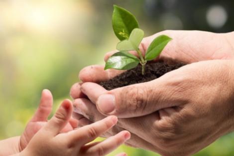 Manos de un adulto entregando una pequeña planta a las manos de un niño, simbolizando el cuidado y la enseñanza sobre la naturaleza.