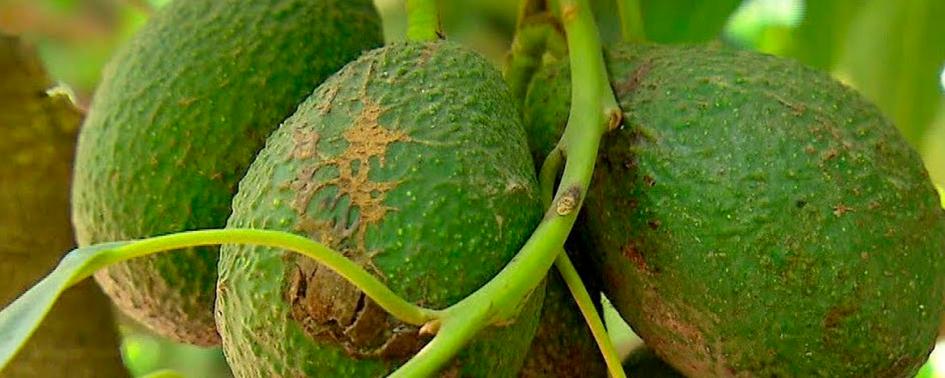 Aguacate: El lado oscuro del superalimento