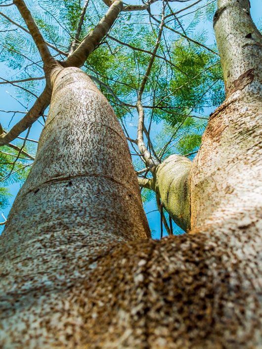 Un árbol visto desde abajo, mostrando su tronco y ramas hacia el cielo.