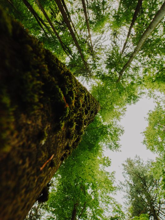 naturaleza y salud pública