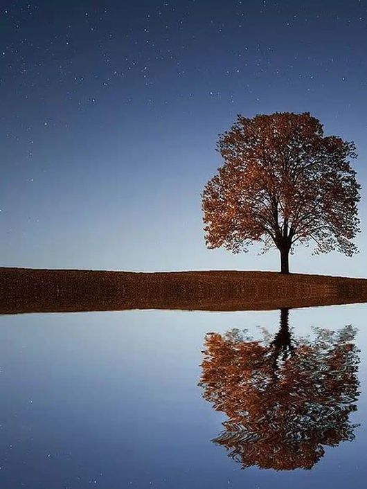 Un árbol solitario se refleja en un lago tranquilo bajo un cielo estrellado.